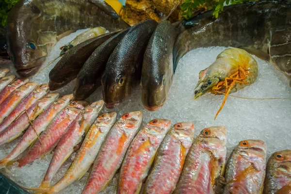Fish on ice in a fish restaurant — Stock Photo, Image