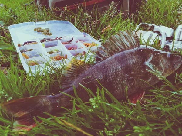Concetto di pesca: pesce, canna da pesca, esca — Foto Stock