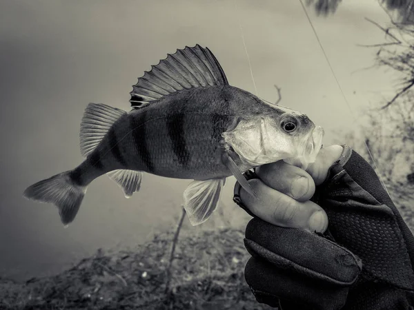 Background on a fishing theme — Stock Photo, Image