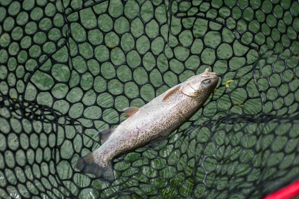 Pesca de truchas en el lago — Foto de Stock