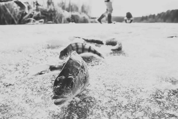 Winterfischen Aus Eis — Stockfoto