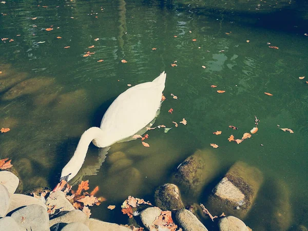 Cisne branco em um lago — Fotografia de Stock