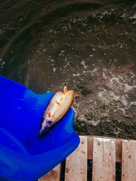 Antecedentes sobre um tema de pesca — Fotografia de Stock