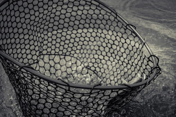 Forel vissen op het meer — Stockfoto