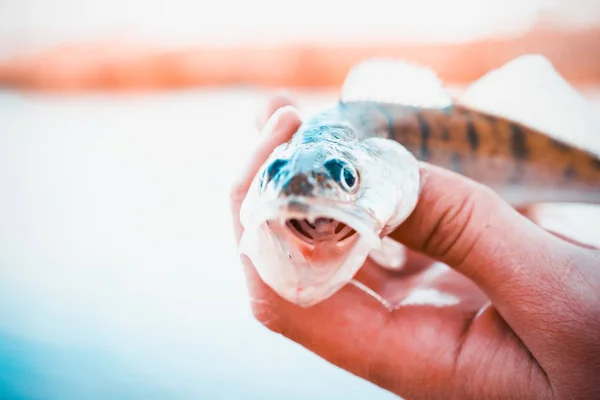 Fiske Fiskare Och Fisk — Stockfoto