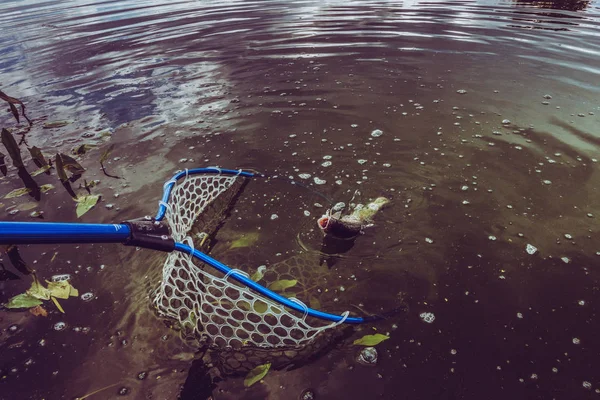 Pesca de truchas en el lago — Foto de Stock