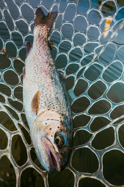 Área Pesca Truta Perto — Fotografia de Stock