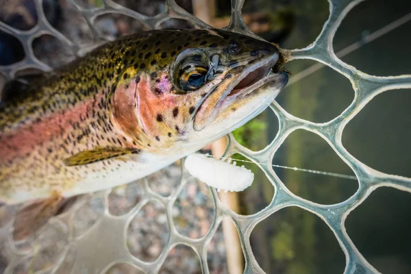 Trout fishing on the lake — Stock Photo, Image