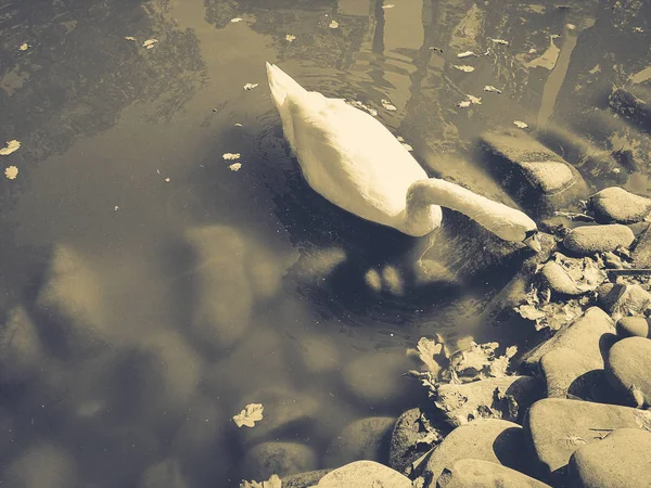 Cisne branco em um lago — Fotografia de Stock