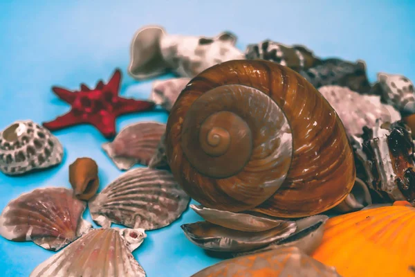 Background Sea Shells Blue Background — Stock Photo, Image