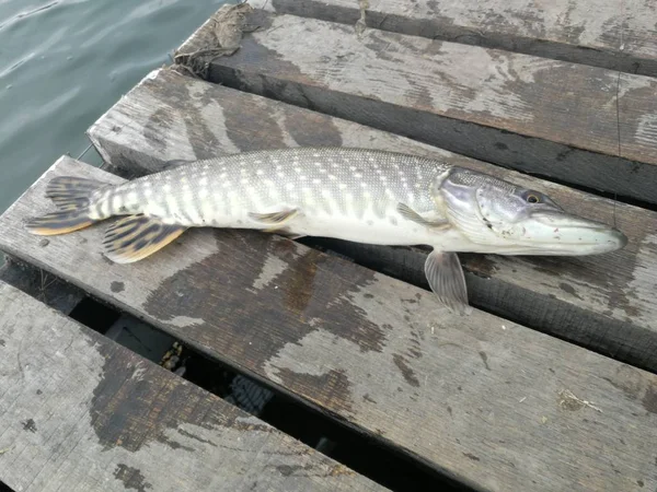 Pike Fishing Lake — Stock Photo, Image