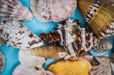 Mavi arka planda deniz kabukları