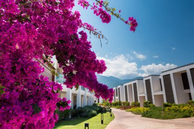 Güzel tatil beldesi. Yeşil ve çiçekler