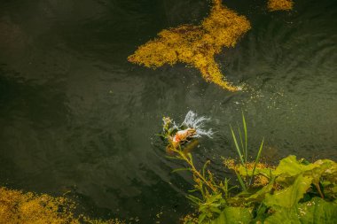 Gölde balık tutmak.