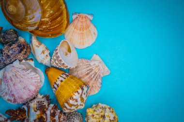 Arka plan mavi bir arka plan üzerinde deniz kabukları