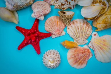 Mavi arka planda deniz kabukları