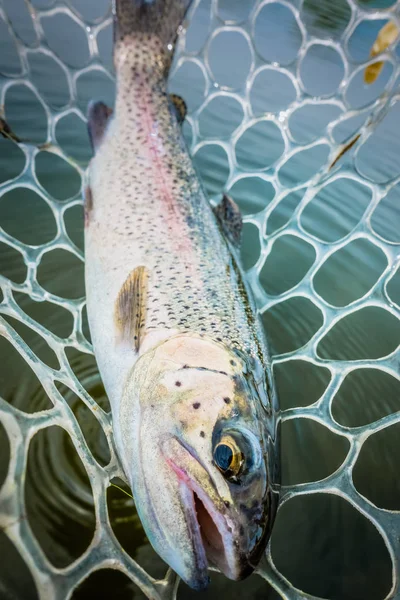 Zona Pesca Vicino Trota — Foto Stock