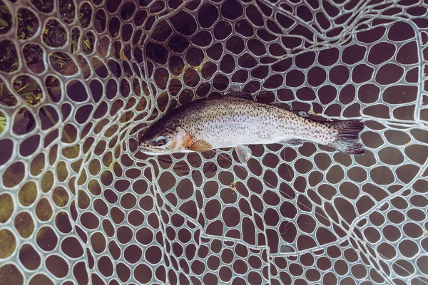 Área Pesca Truta Perto — Fotografia de Stock