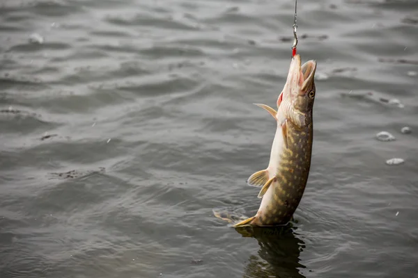 Pesca de lúcio no lago. Recreação de pesca — Fotografia de Stock