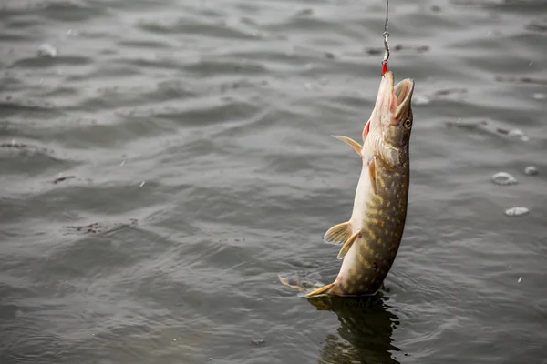 Pêche au brochet sur le lac. Loisirs de pêche — Photo