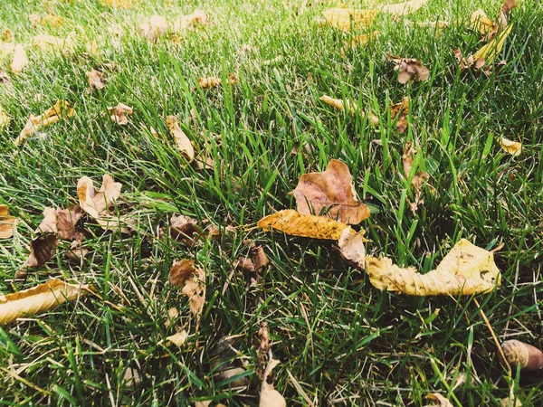 Folhas secas na grama verde — Fotografia de Stock