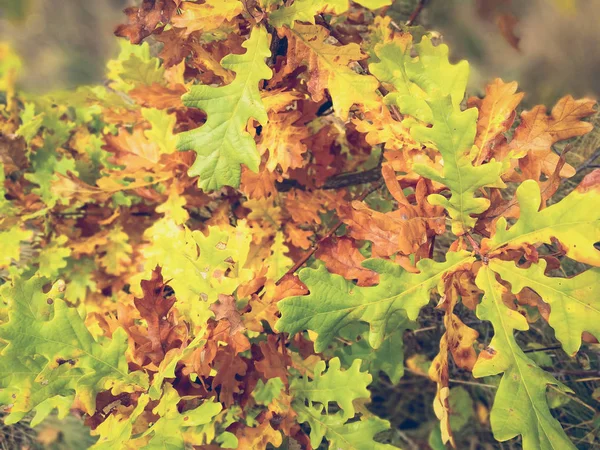 Mooie Vergeling Eikenbladeren — Stockfoto