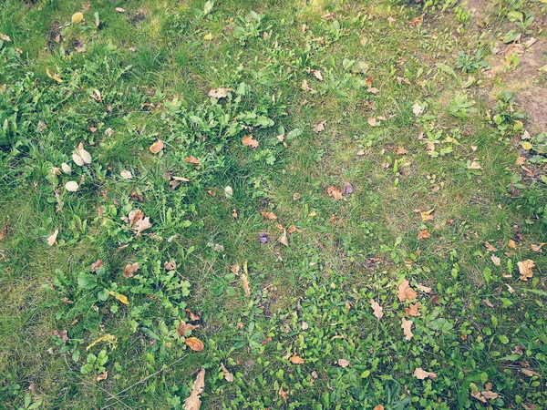Heces de sapo en la hierba —  Fotos de Stock
