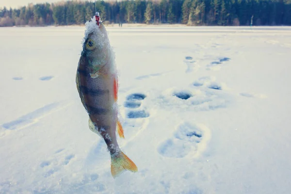 Winter Ice Fishing Hobby — 스톡 사진