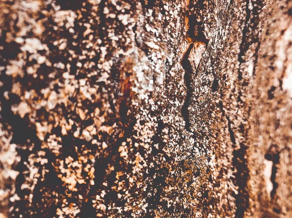 Écorce Arbre Texture Fond — Photo