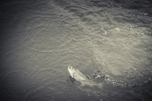 湖でのマス釣り — ストック写真