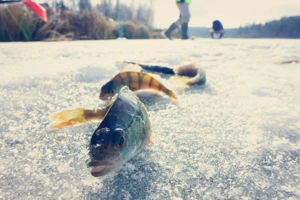 Pesca Invierno Desde Hielo — Foto de Stock
