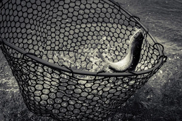 Forel vissen op het meer — Stockfoto