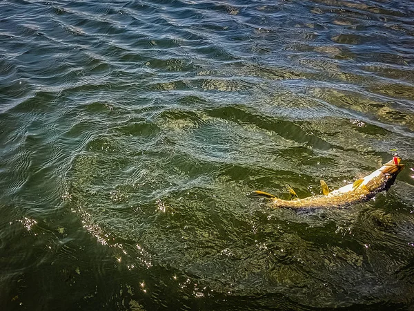 Fiske på sjön — Stockfoto