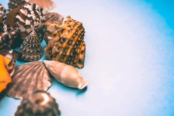 Conchas marinas sobre un fondo azul —  Fotos de Stock