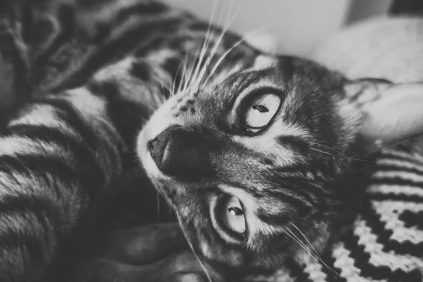 Cute Cat Bengal — Stock Photo, Image