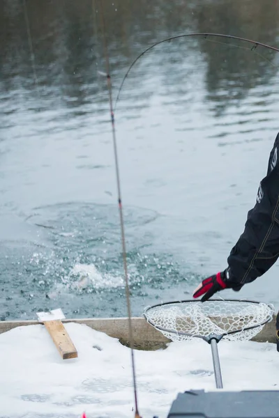 Forel Vissen Het Meer — Stockfoto