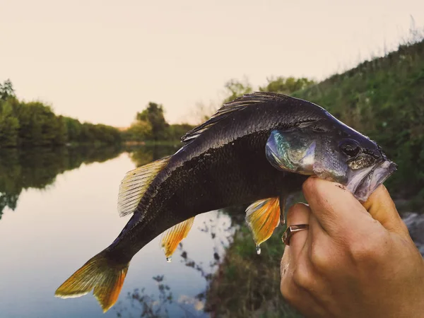 O pescador tem um peixe — Fotografia de Stock