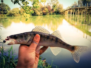 bir elinde bir göl kenarında balık yakaladı