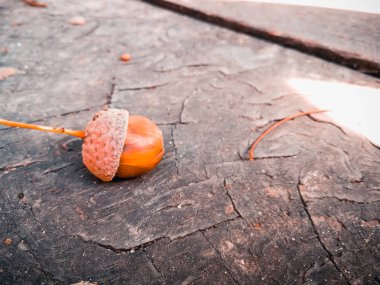Sarı meşe palamudu.