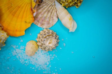 Arka plan mavi bir arka plan üzerinde deniz kabukları