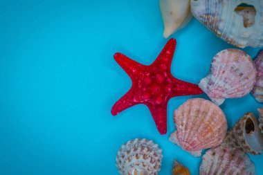 Mavi arka planda deniz kabukları