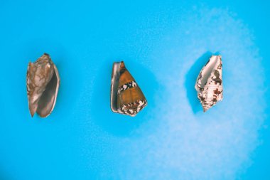 Mavi arka planda deniz kabukları