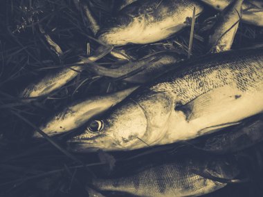 Çimenlerde balık yakaladım.