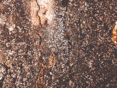 ağaç kabuğu dokusu arkaplanı