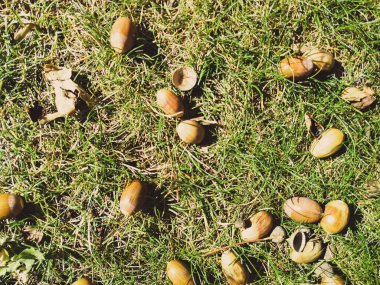 çim üzerinde meşe palamudu