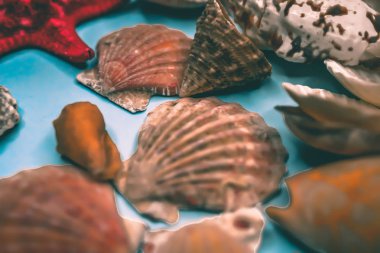 Mavi arka planda deniz kabukları