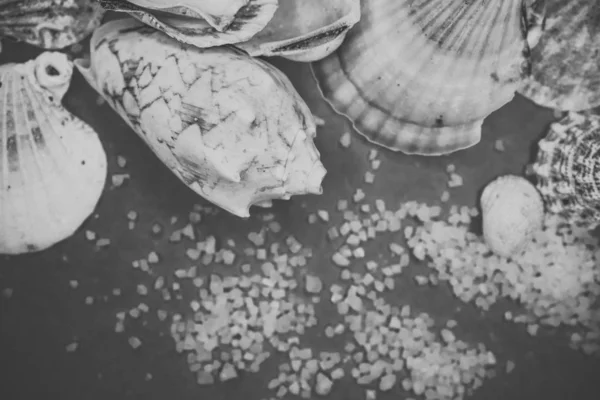 Seashells on a blue background — Stock Photo, Image