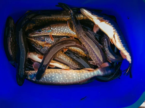 Bakgrunden på en fiske-tema — Stockfoto