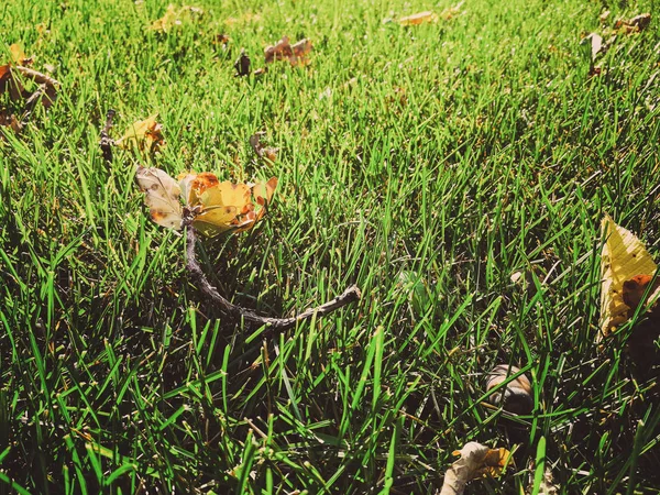 Foglie secche su erba verde — Foto Stock