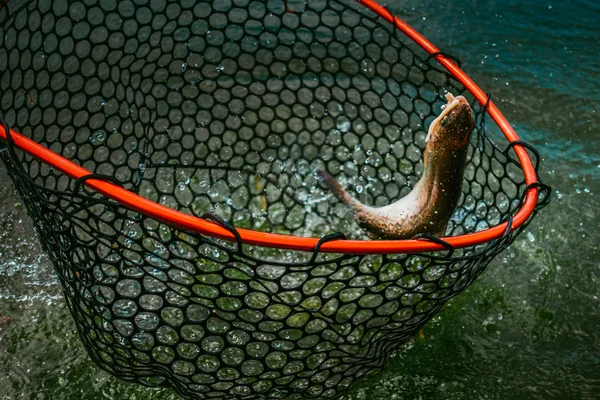 Öring fiske på sjön — Stockfoto